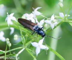 Oestodes tenuicollis