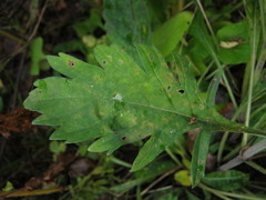 Scabiosa lachnophylla
