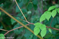 Aurantioporthe corni