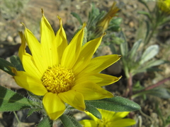 Roessleria gazanioides image