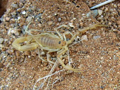 Uroplectes gracilior