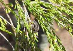 Catasarcus transversalis