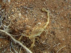 Uroplectes gracilior