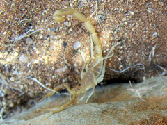 Uroplectes gracilior