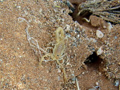 Uroplectes gracilior