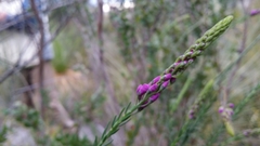 Comesperma virgatum
