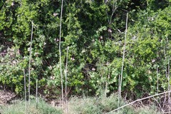 Pelargonium frutetorum