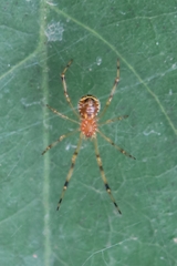 Theridion zonulatum