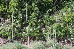 Pelargonium frutetorum