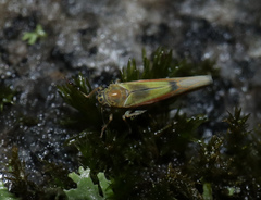 Igutettix oculatus