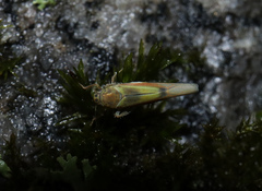 Igutettix oculatus