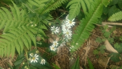 Aster baccharoides