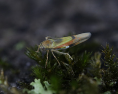 Igutettix oculatus