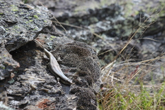 Oligosoma grande