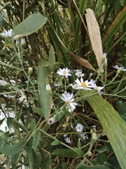 Aster ageratoides