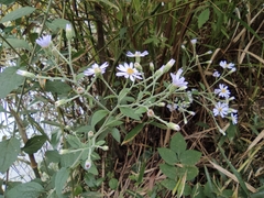 Aster ageratoides