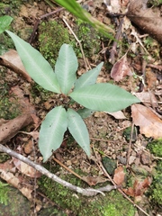 Ardisia quinquegona