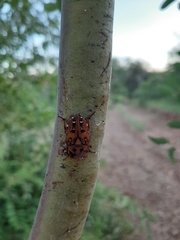 Tephraea leucomelona