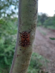 Tephraea leucomelona