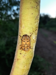 Tephraea leucomelona