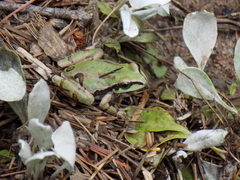 Hyla wrightorum
