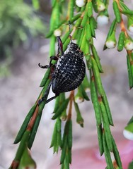 Catasarcus transversalis