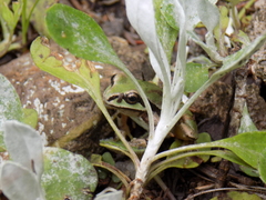 Hyla wrightorum