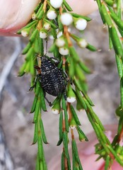 Catasarcus transversalis