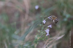 Amegilla garrula