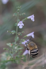 Amegilla garrula