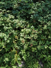 Rubus ibericus