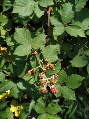 Rubus ibericus