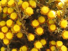 Helichrysum obductum