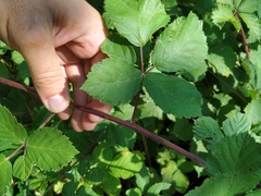 Rubus ibericus