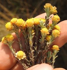 Helichrysum obductum