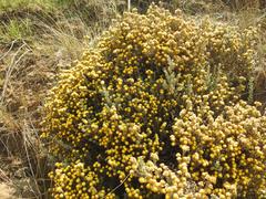 Helichrysum obductum