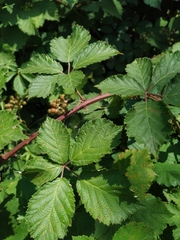 Rubus ibericus