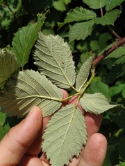 Rubus ibericus