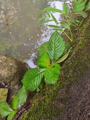 Rhynchotechum ellipticum