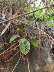 Rhynchotechum ellipticum