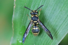 Stenodyneriellus guttulatus