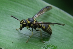 Stenodyneriellus guttulatus