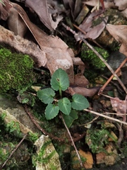 Viola guangzhouensis