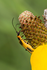 Chauliognathus scutellaris