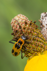 Chauliognathus scutellaris