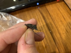 Atrapsalta corticina