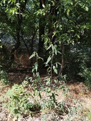 Atriplex oblongifolia