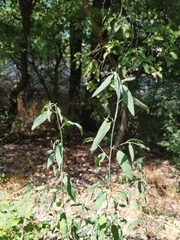 Atriplex oblongifolia