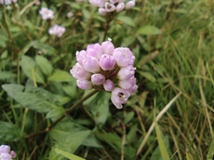 Persicaria criopolitana