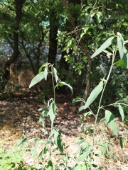 Atriplex oblongifolia